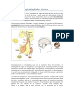 Anatomía y Fisiología de La Glándula Hipófisis