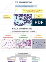 Cocos Gram Positivos