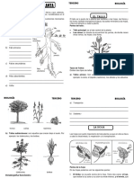 Partes de La Planta