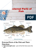 External Parts of Fish