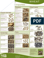 Inspecting Grain For Defects and Impurities Poster