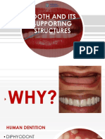 Oral Anatomy Lecture 2 Tooth and Its Supporting Structure