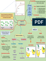 Mapa Mental Bioca