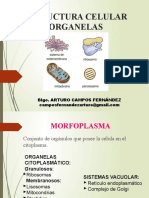 Estructu Celular Organela