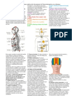 Bandas y Columnas Explicacion Del Doc de Neurosintergetica en Columnas