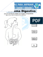 Ficha de Sistema Digestivo para Primaria