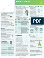 Cheat Sheet: Responses Control of The Heart Rate Neurones & The Resting Potential