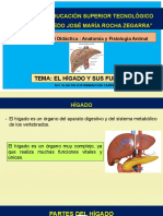 Clase Hígado Sustentación