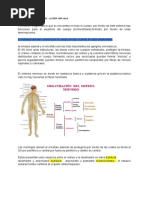 Clase 1 Sistema Nervioso