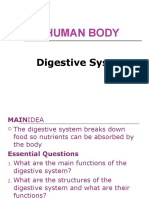 HUMAN BODY Digestive System