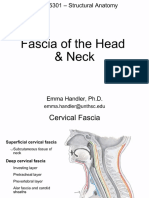 Fascia of The Head & Neck