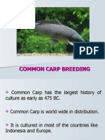 Common Carp Breeding