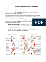 Neurovegetativo y Todas Las Estructuras Que Lo Componen