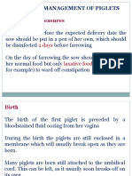 Care and Management of Piglets: Preparation Measures