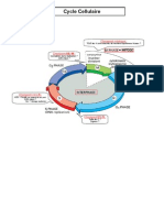 Cycle Cellulaire (Internet)