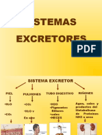 Sistema Excretor