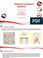 RX de Escapula y Clavicula