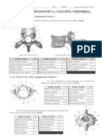 Practica de Vertebras