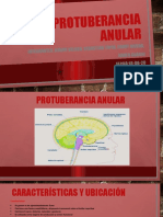 Protuberancia Anular