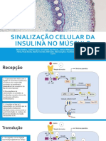 Sinalização Celular Da Insulina No Músculo