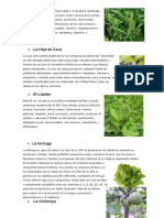 10 Plantas Medicinales