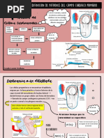 Mapa Conceptual Sis. Cardiogenico