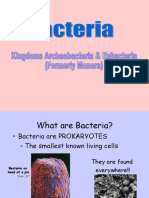 Bacteria Powerpoint