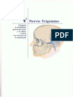 NErvio Trigémino y Neuralgía Del Trigémino