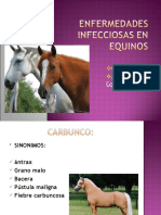 Enfermedades Infecciosas en Equinos