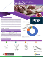 Ficha Tecnica 02 Cultivo de Ajo