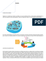 Taller de Recuperación de Notas Procedimentales Biología 9