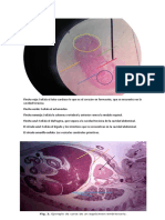 5ta Clase Practica de Embriologia - Apuntes