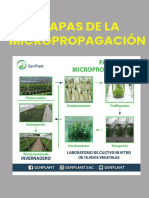 Etapas de La Micropropagación