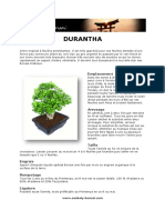 Fiche de Culture Bonsai - Durantha