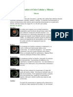 Guía Sobre El Ciclo Celular y Mitosis