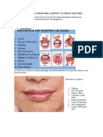 Anatomía de Cavidad Oral