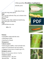 Maize Stem Borer Chilo Partellus (Pyralidae Lepidoptera) : Host Plants: Maize, Sarkanda, Jawar Identification Adult