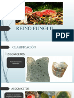 2° Reino Fungi Ii