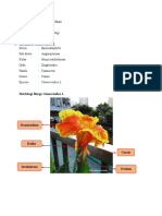 4B - Ratih Kusuma Wardhani - Praktikum (Canna, Musa, Angrek, Poales, Cyperales)