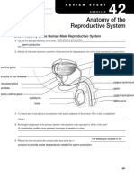 Anatomy of The Reproductive System E