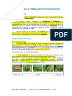 Desarrollo y Metamorfosis de Insectos