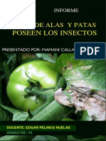 Identificacion de Alas y Patas