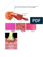 Atlas Anatomia - Muscular