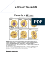 Osos La Mitosis