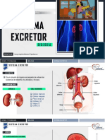 Sistema Excretor