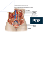 The Human Renal System