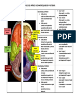 Tarea 10.4 Piso Anterior, Medio y Posterior de La Base Del Cráneo