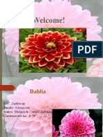 Dahlia Breeding