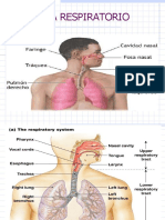 Sistema Respiratorio