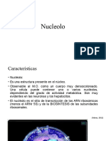 Nucleolo